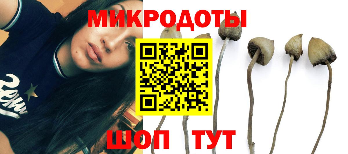 Псилоцибиновые грибы Cubensis Минусинск